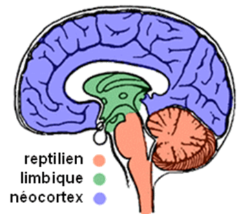 trois cerveaux